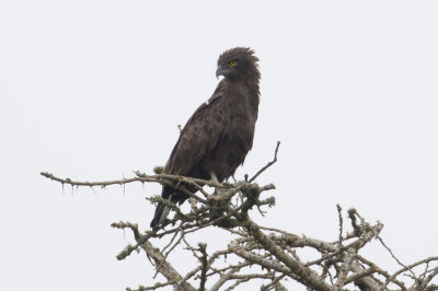 Brown Snake-Eagle
