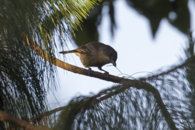 Northern Puffback