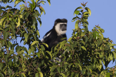 Mantled Guereza