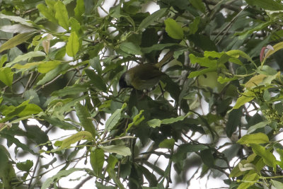 Black-faced Apalis