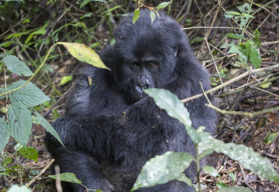 Mountain Gorilla