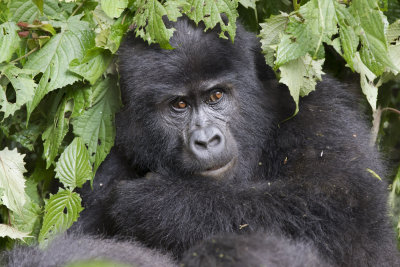 Mountain Gorilla