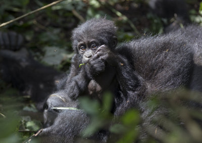 Mountain Gorilla