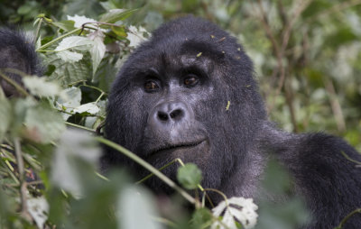 Mountain Gorilla