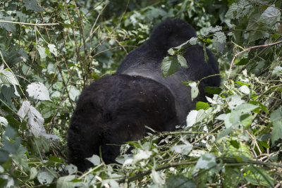 Mountain Gorilla