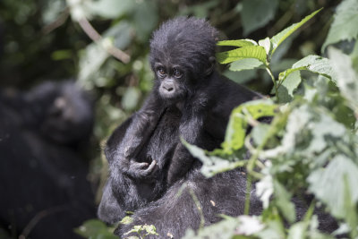 Mountain Gorilla