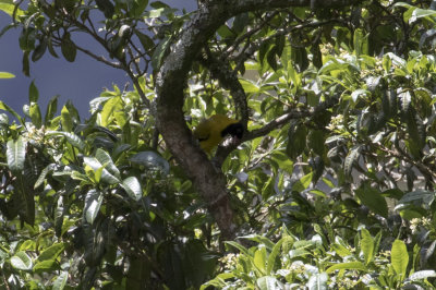 Montane Oriole