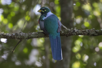 Narina Trogon