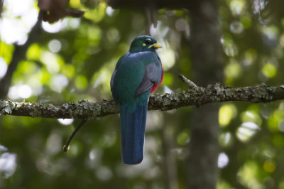 Narina Trogon