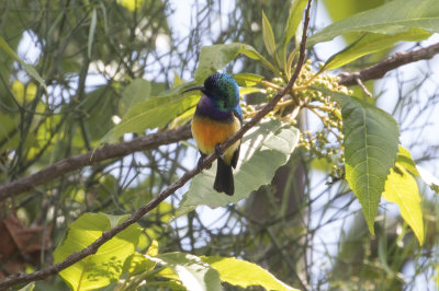 Variable Sunbird