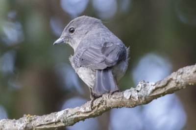 White-eyed Slaty-Flycatcher