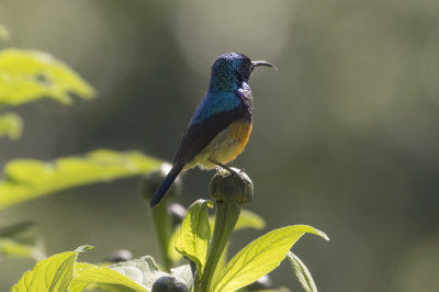 Variable Sunbird.
