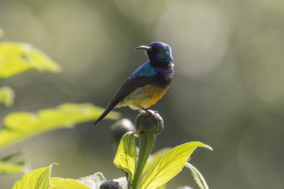 Variable Sunbird
