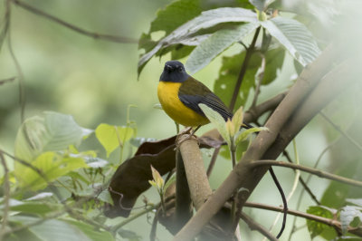 White-starred Robin