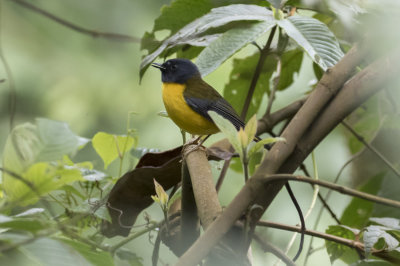 White-starred Robin