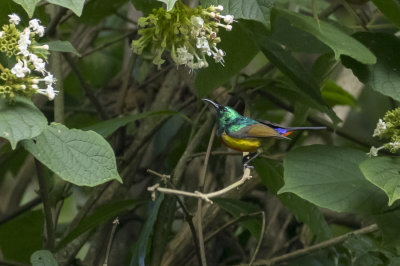 Regal Sunbird
