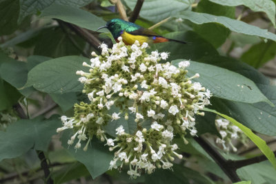 Regal Sunbird