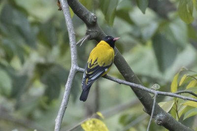 Montane Oriole