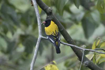 Montane Oriole