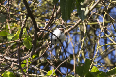 _Chinspot Batis