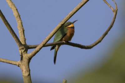 Cinnamon-chested Bee-eater