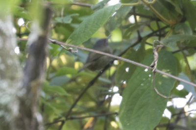 Grauer's Warbler