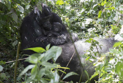 Mountain Gorilla