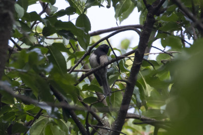 Stripe-breasted Tit