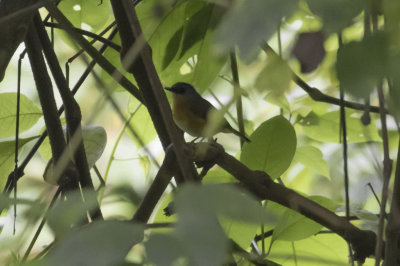 Equatorial Akalat