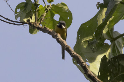 Black-throated Apalis