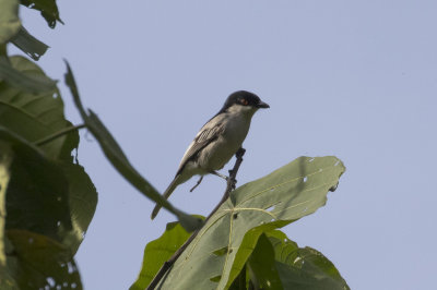 Northern Puffback