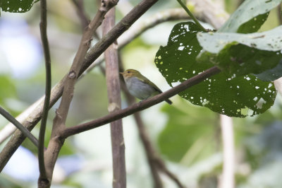Red-faced Woodland Warbler