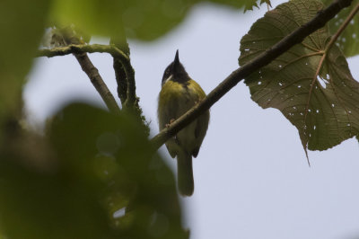 Black-throated Apalis