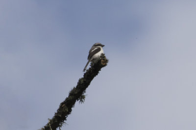 Mackinnon's Shrike