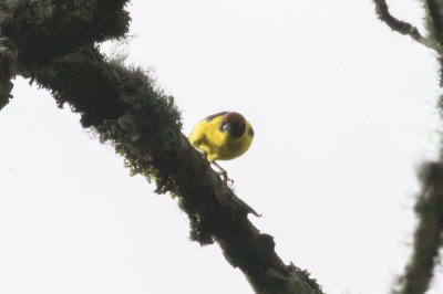 Brown-capped Weaver