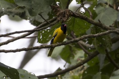 Black-tailed Oriole