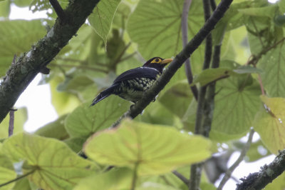 Yellow-billed Barbet