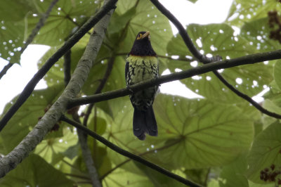 Yellow-billed Barbet