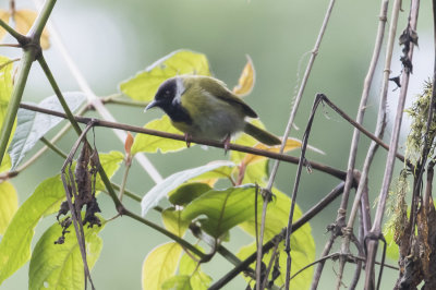 Mountain Masked Apalis