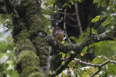 Abyssian Thrush