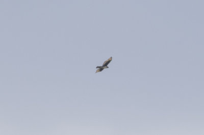 Cassin's Hawk Eagle