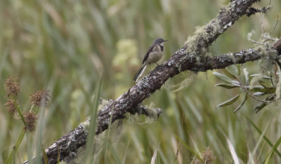 Cape Wagtail
