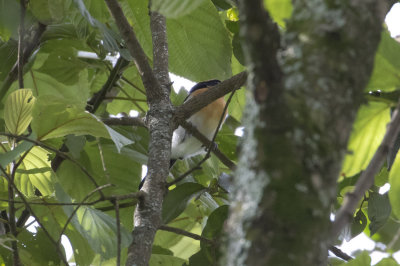 Ludher's Bushshrike
