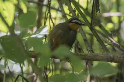 Gray-winged Robin Chat