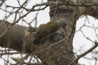 Gray Woodpecker