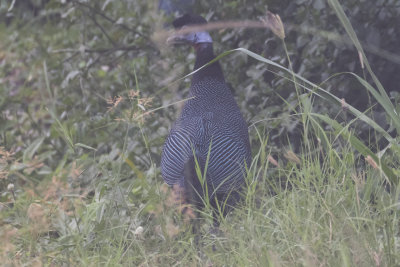 Crested Guineafowl
