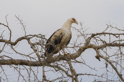 Palmnut Vulture