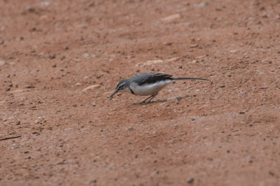 Mountain Wagtail