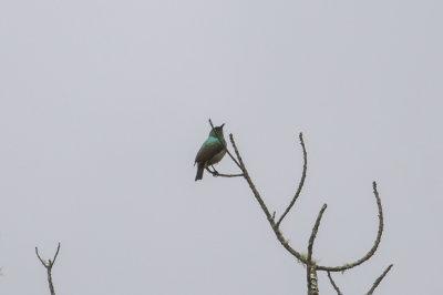 Green Sunbird
