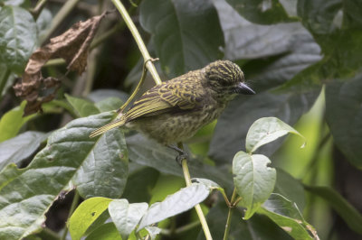 Speckled Tinkerbird